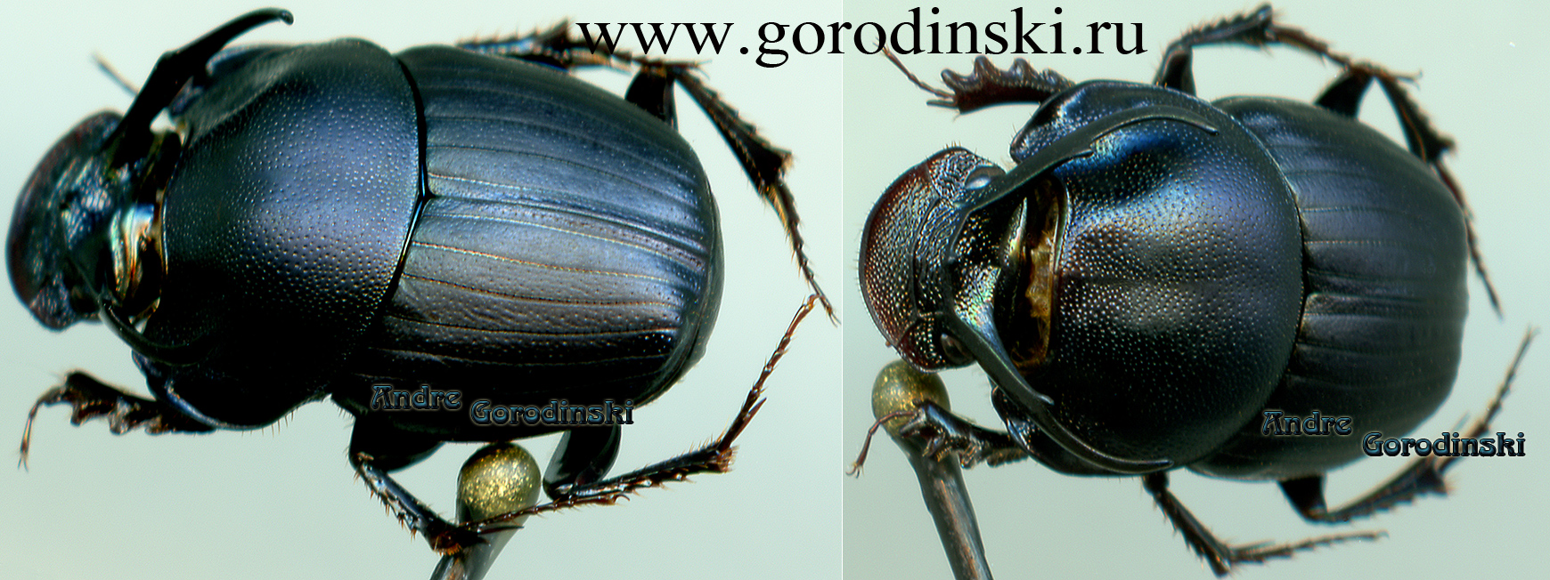 http://www.gorodinski.ru/copr/Onthophagus ramosus.jpg